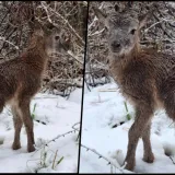 Foto: Tomo Marković