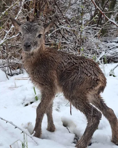 Janje je samo pri&scaron;lo lugaru Tomi/Foto: Tomo Marković