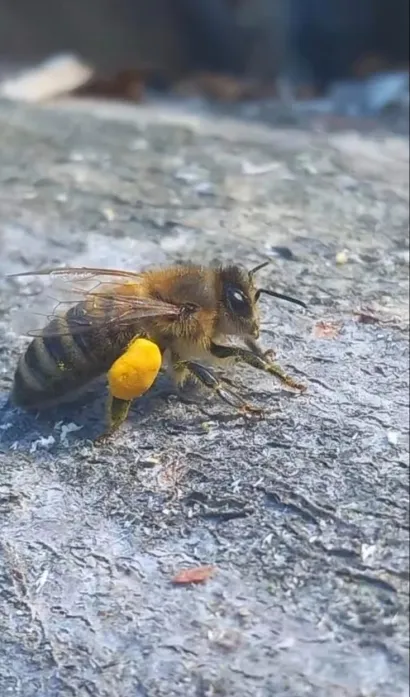 Tomin mobitel pun je čudesnih prizora iz prirode/Foto: Tomo Marković