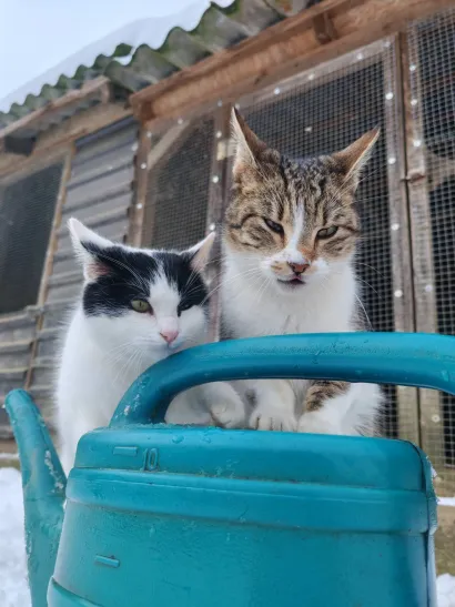 Životinje trebaju na&scaron;u pomoć/Foto: Grgina arka