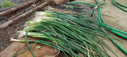 Mladi luk trenutno je hit namirnica/Foto: Martina Čapo