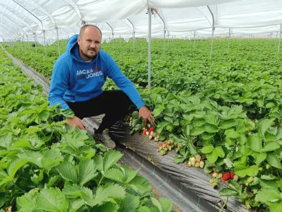 Ante u jednom od obiteljskih plastenika/Foto: Slavica Trgovac Martan