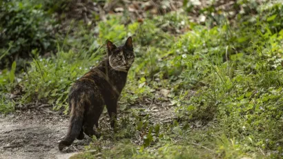 Foto: Ivana Nobilo/CROPIX (ilustracija)