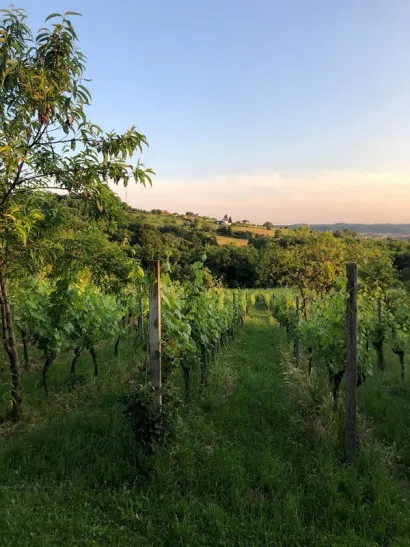 Rohlikovi vinogradi prostoru se na oko dva hekatara zemlje/Foto: Privatni album