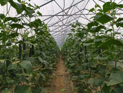 Dio proizvodnje u Blagorodovcu/Foto: OPG Stijak