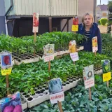 Foto: Gradska tržnica Daruvar