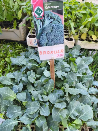 Foto: Gradska tržnica Daruvar