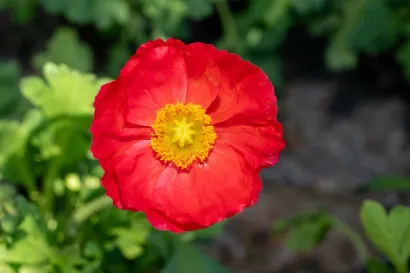 Foto: Predrag Uskoković/Grad Daruvar