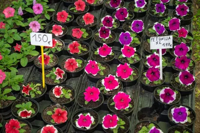 Foto: Predrag Uskoković/Grad Daruvar