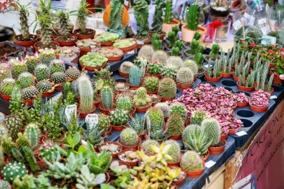 Foto: Predrag Uskoković/Grad Daruvar