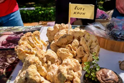 Foto: Predrag Uskoković/Grad Daruvar