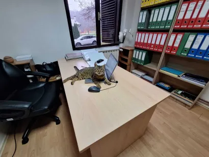 Kuki je postao uredski mačak/Foto: Privatni album