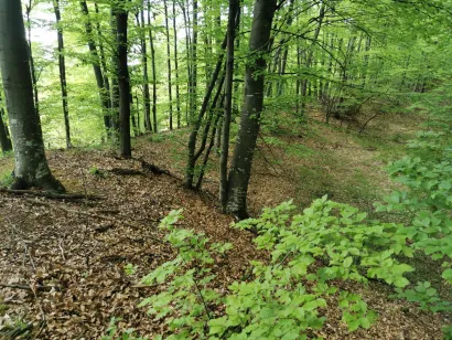 Ispod "humka" nalaze se ostaci gradine stari oko 5000 godina/Foto: Kre&scaron;imir Vacek