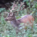 Na području pože&scaron;ko-slavonske županije vozači su vi&scaron;e od 200 puta naletjeli na neku divljač na cesti/Foto: Srđan Vrancic/CROPIX