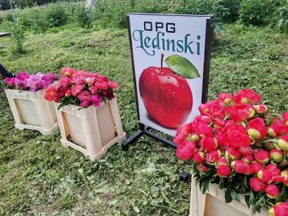 Foto: Dubravka Vukoja
