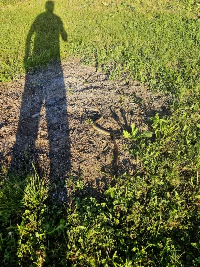 Smuk je pu&scaron;ten prirodu/Foto: DVD Antunovac