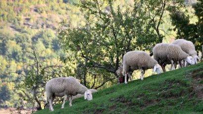 Foto: Du&scaron;ko Maru&scaron;ić/CROPIX
