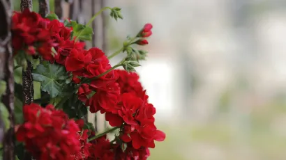 Foto: Unsplash