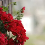 Foto: Unsplash