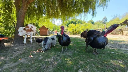 Foto: Grgin konak