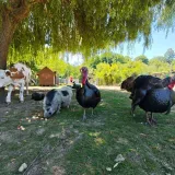 Foto: Grgin konak