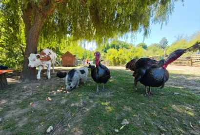 Foto: Grgin konak