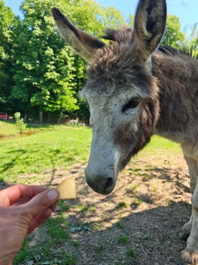 Stanovnike konaka možete počastiti mrkvama i jabukama/Foto: Grgin konak