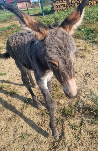 Traži se kuma za ovu ljepoticu/Foto: Privatni album