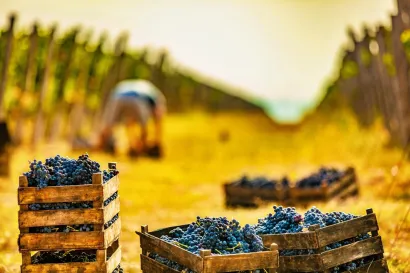 Negotinski vinogradi/Foto: Dragan Vidović