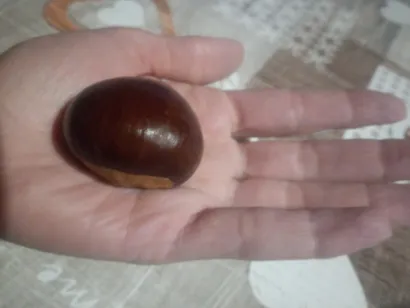 Zbog veličine, kesteni iz siračkoga kraa pogodni su za kuhanje/Foto: Privatni album
