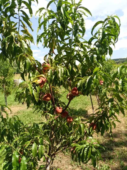 Većina imanja e pod trajnim nasadima/Foto: Privatni album