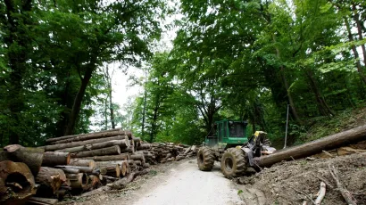 Lopovi su ordinirali po tuđoj &scaron;umi vi&scaron;e od godinu dana/Foto: Ranko &Scaron;uvar/CROPIX (ilustracija)