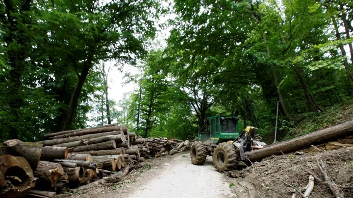 Lopovi su ordinirali po tuđoj &scaron;umi vi&scaron;e od godinu dana/Foto: Ranko &Scaron;uvar/CROPIX (ilustracija)