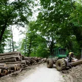 Lopovi su ordinirali po tuđoj &scaron;umi vi&scaron;e od godinu dana/Foto: Ranko &Scaron;uvar/CROPIX (ilustracija)