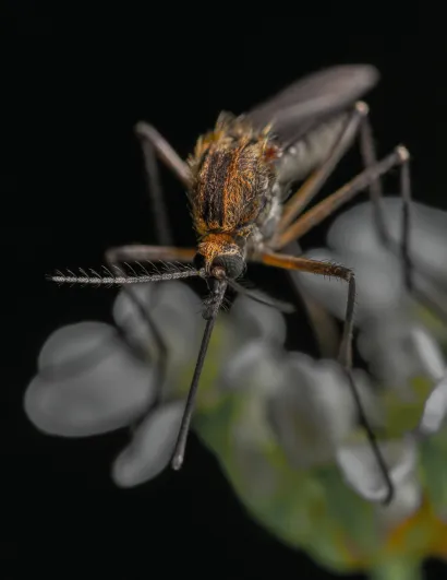 Komarci koji prenose virus najaktivniji su u rano jutro i uvečer/Foto: Pexels (Ilustracija)