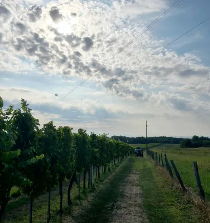 Žabići imaju najveći vinograd u gare&scaron;ničkom kraju/Foto: Privatni album