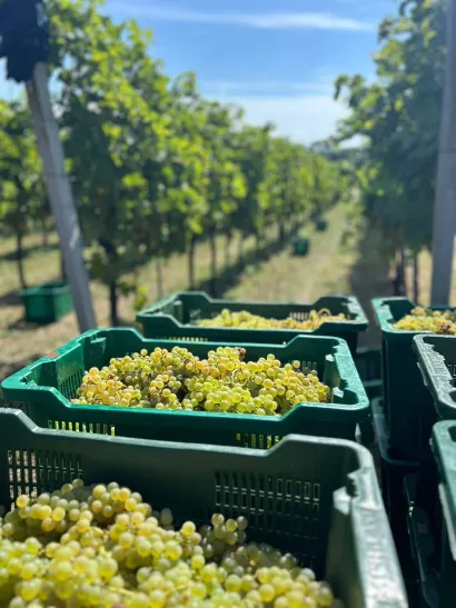 Vino bi ove godine trebali biti vrhunske kakvoće/Foto: Privatni album