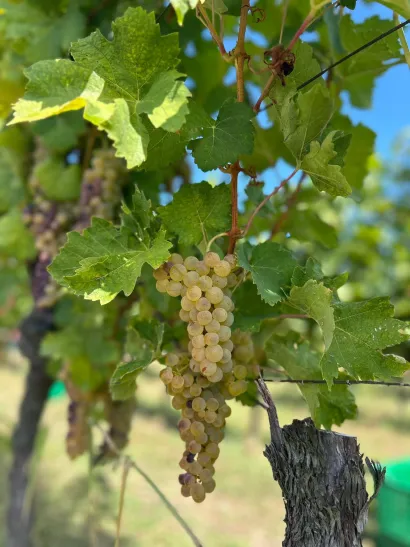 Grožđe je spremno za branje/Foto: Privatni album