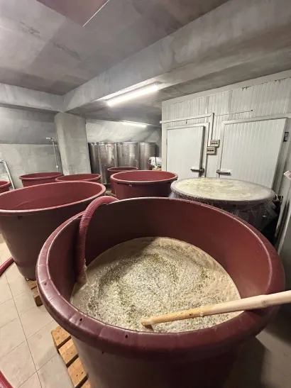 Prva tura grožđa već je ispre&scaron;ana/Foto: Privatni album