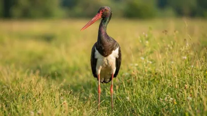 Foto: Udruga Biom