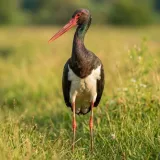 Foto: Udruga Biom