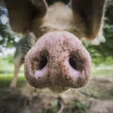 Foto: Neja Markičević/CROPIX (ilustracija)