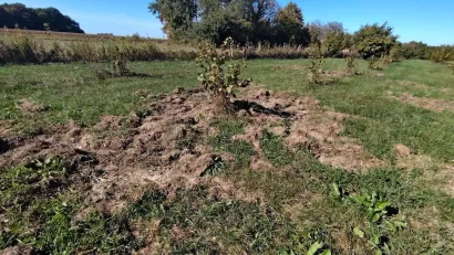 Svinje su dolazile u ranijih godina, ali &scaron;teta je bila puno manja/Foto: Slavica Trgovac Martan