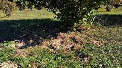 Oko stabala je sve razrovano/Foto: Slavica Trgovac Martan