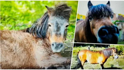 Foto: Grgin konak