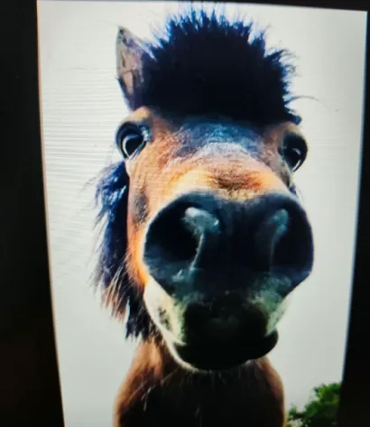 Foto: Grgin konak