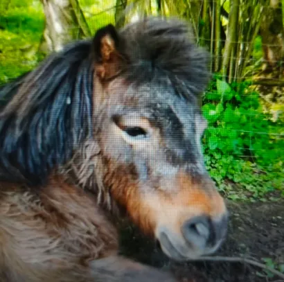 Foto: Grgin konak