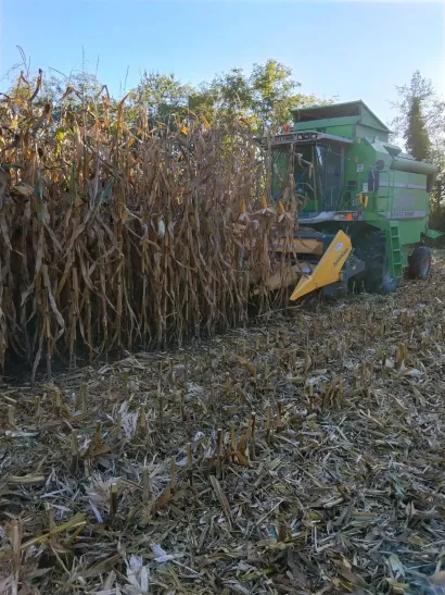 Kukuruz je ove godine stradao od su&scaron;e/Foto: Privatni album