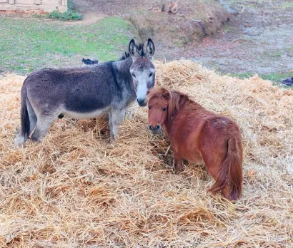 Možete ponijeti i slastice za &scaron;tićenike/Foto: Grgin konak