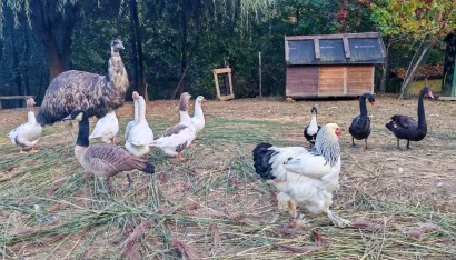 Foto: Grgin konak